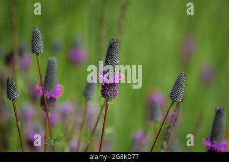 Ein wunderschöner blühender purpurner Kleeblatt Stockfoto