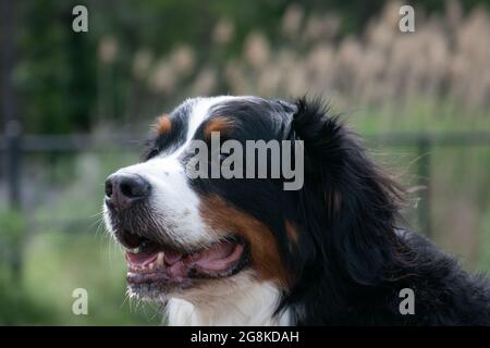 Berner Sennenhund im Hundepark Stockfoto