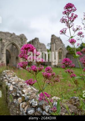 Die Ruinen der Abtei von Creake in der Nähe des Dorfes North Creake im ländlichen Norden Norfolks, East Anglia. Wilde Baldrian-Blumen im Vordergrund. Stockfoto