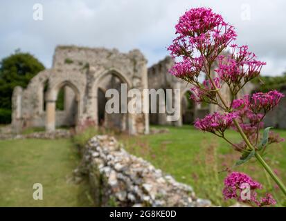 Die Ruinen der Abtei von Creake in der Nähe des Dorfes North Creake im ländlichen Norden Norfolks, East Anglia. Wilde Baldrian-Blumen im Vordergrund. Stockfoto