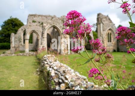 Die Ruinen der Abtei von Creake in der Nähe des Dorfes North Creake im ländlichen Norden Norfolks, East Anglia. Wilde Baldrian-Blumen im Vordergrund. Stockfoto