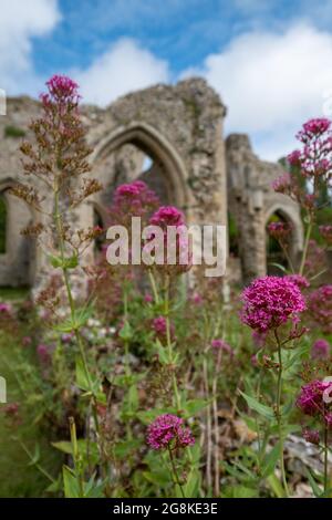 Die Ruinen der Abtei von Creake in der Nähe des Dorfes North Creake im ländlichen Norden Norfolks, East Anglia. Wilde Baldrian-Blumen im Vordergrund. Stockfoto