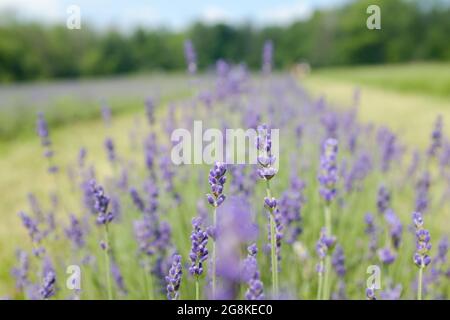 Selektive Fokusaufnahme von duftenden Lavendel, die auf dem Bauernhof blühen Stockfoto