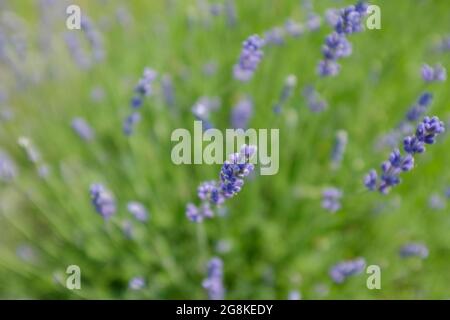 Selektiver Fokus von violetten Lavendel auf dem Feld Stockfoto