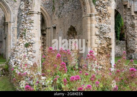 Die Ruinen der Abtei von Creake in der Nähe des Dorfes North Creake im ländlichen Norden Norfolks, East Anglia. Wilde Baldrian-Blumen im Vordergrund. Stockfoto