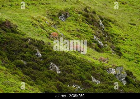 Schottische Rothirschherde grasen in den Highlands Stockfoto
