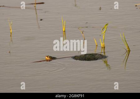 Turtle, Loess Bluffs National Wildlife Refuge, Missouri Stockfoto