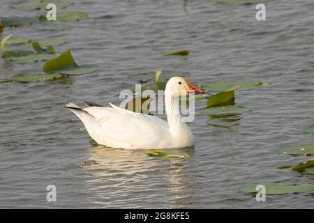 Schneegans (Chen caerulescens), Loess Bluffs National Wildlife Refuge, Missouri Stockfoto