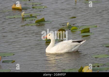 Schneegans (Chen caerulescens), Loess Bluffs National Wildlife Refuge, Missouri Stockfoto