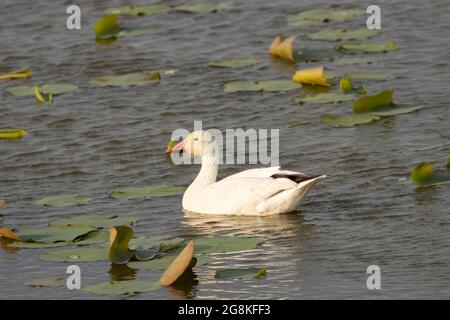 Schneegans (Chen caerulescens), Loess Bluffs National Wildlife Refuge, Missouri Stockfoto