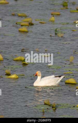 Schneegans (Chen caerulescens), Loess Bluffs National Wildlife Refuge, Missouri Stockfoto