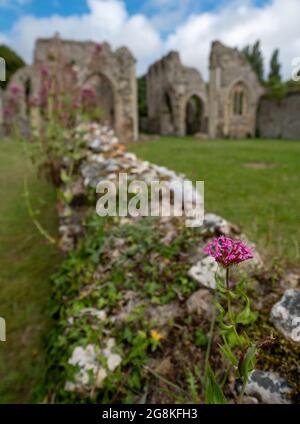 Die Ruinen der Abtei von Creake in der Nähe des Dorfes North Creake im ländlichen Norden Norfolks, East Anglia. Wilde Baldrian-Blumen im Vordergrund. Stockfoto