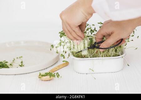 Anbauen von Mikrogrüns zu Hause. Hände Schneiden frische Flachs Sprossen mit Schere aus Sprouter auf dem Hintergrund des Löffels und moderne Teller auf weißem Holz. Flachs Stockfoto