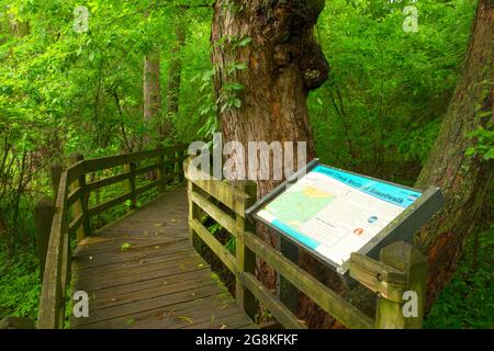 Locust Creek Boardwalk, Auswertungstafel, Pershing State Park, Missouri Stockfoto