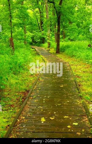 Locust Creek Boardwalk, Pershing State Park, Missouri Stockfoto