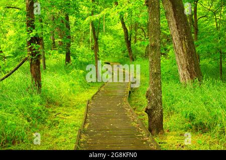 Locust Creek Boardwalk, Pershing State Park, Missouri Stockfoto