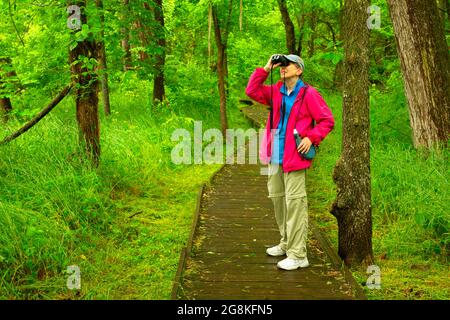 Locust Creek Boardwalk, Pershing State Park, Missouri Stockfoto