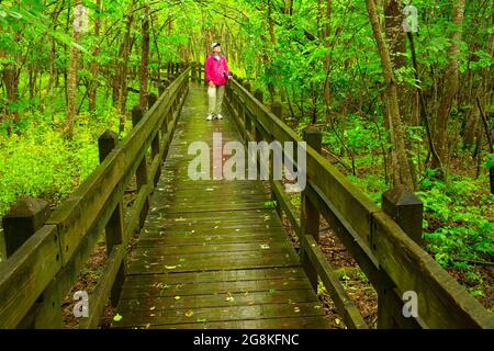 Locust Creek Boardwalk, Pershing State Park, Missouri Stockfoto