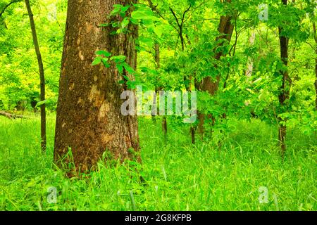 American Sycamore (Platanus occidentalis) Trunk, Pershing State Park, Missouri Stockfoto