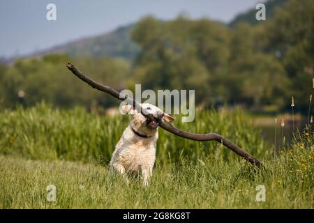 Fröhlicher Hund, der auf der Wiese spielt. Lustige labrador Retriever runnig mit langen Stock im Mund während sonnigen Tag. Stockfoto