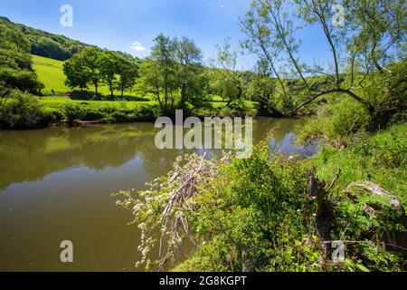 Überschwemmen Sie Trümmer in einem Baum am Fluss Wye unterhalb von Coppet Hill, in der Nähe von Symonds Yat, Gloucestershire, Großbritannien. Stockfoto