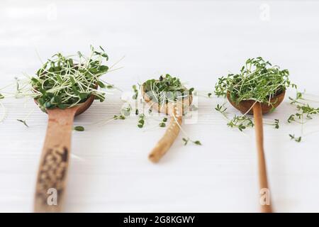 Löffel mit frischen Microgreens sprießen auf weißem Holzhintergrund. Rucola, Basilikum, Flachs, Brunnenkresse sprießen mikrogrün auf Holz- und Keramiklöffel. Gr Stockfoto