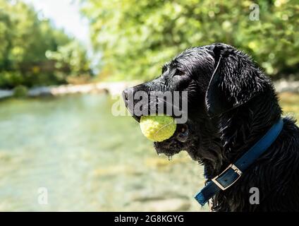Großer Hund mit Tennisball im Mund, während er draußen am Fluss sitzt. 2 Jahre alter schwarzer englischer Labrador, der eine Pause vom Spielen im Wat nimmt Stockfoto