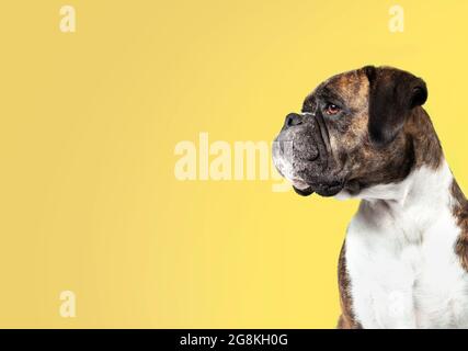 Boxerhund auf farbigem Hintergrund. Seitenprofil der weiblichen brindle Boxer Hund Blick auf etwas von Bildschirm. Mittelgroßer bis großer Kurzhaarhund mit kurzem No Stockfoto