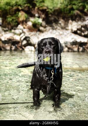 Hund steht im Fluss mit Tennisball im Mund und tropfendem nassem Fell. Großer schwarzer englischer Labrador-Rüde, der im Wasser holt und schwimmt. Se Stockfoto