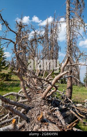 Monarch, Colorado - Bäume in der Nähe der Kontinentalscheide am Monarch Mountain, die vom Fichtenrindenkäfer (Dendroctonus rufipennis) getötet wurden. Das Problem ist e Stockfoto
