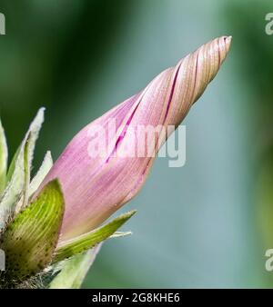 Nahaufnahme einer rosafarbenen Rehlilie mit verschwommenem Grün im Hintergrund an einem Frühlingstag Stockfoto