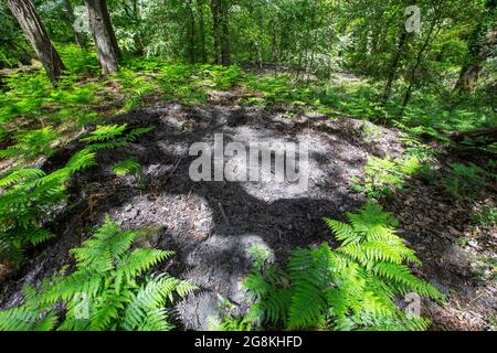 Schäden durch Wildschweine im Forest of Dean, Gloucestershire, Großbritannien. Stockfoto