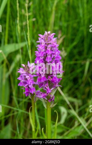 Titel Dactylorhiza majalis die breitblättrige oder westliche Sumpforchidee Stockfoto