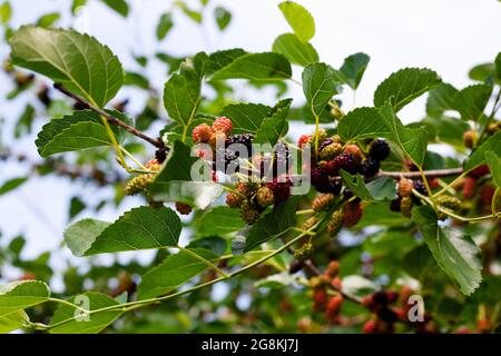 Zweige des Maulbeerbaums mit reifenden Früchten. Reife Maulbeere auf Baum mit grünem Laub. Erntezeit. Stockfoto