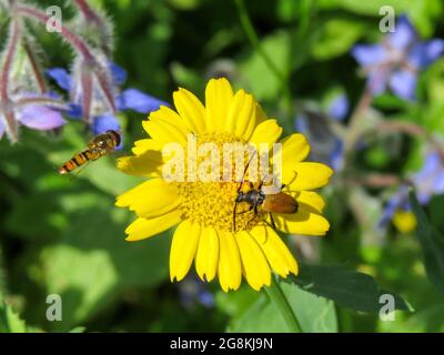 käfer mit orangefarbenem Körper und schwarzem Kopf mit Schwebeflug auf einer Maismarigold mit Borretsch im Hintergrund Stockfoto