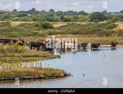 Herde von Kühen, die sich im Fluss abkühlen Stockfoto