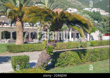 Palmen in der Nähe der Gasse im Milocer Park. Sveti Stefan, Montenegro. Stockfoto