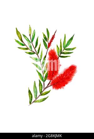 Handbemalte Illustration in Aquarell von rotem Flaschenpinsel in Blume auf weißem Hintergrund Stockfoto