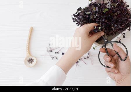 Anbauen von Mikrogrüns zu Hause. Hände schneiden frische rote Rettich Sprossen mit einer Schere aus Sprossen auf dem Hintergrund des Löffels mit Samen auf weißem Holz. Radas Stockfoto