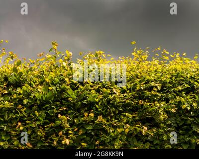 Ein Teil der Buche Abhedging sonnenbeleuchtet vor einem dunklen stürmischen Himmel Stockfoto