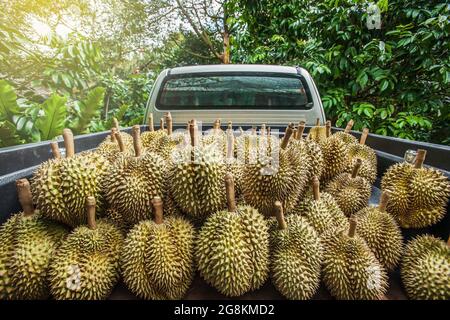 Durian-Ernte. Pickup-Truck in einem Obstgarten voller frischer Durian, der König der Früchte in Südostasien. Chanthaburi, Thailand. Transport. Stockfoto