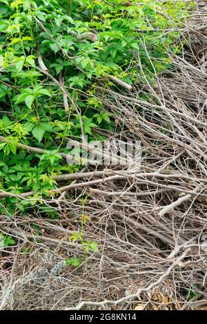 Stapel von geschnittenen trockenen Ästen Stockfoto