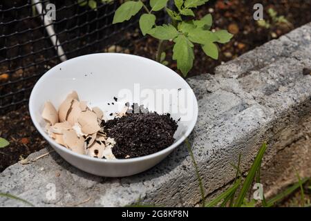 Zerquetschte Eierschale und verbrachte den Kaffeesatz in einer Schüssel gegen die Pflanzen. Natürliche organische Düngemittel für die Gartenarbeit reich an Stickstoff, Kalzium und Kalium Stockfoto