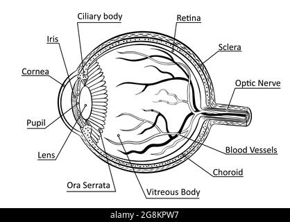 Anatomiediagramm des Auges. Vision Organstruktur Skizze auf weißem Hintergrund. Vektorgrafik. Stock Vektor