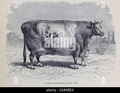 Durham Shorthorn aus dem Buch ' Royal Natural History ' Band 2 herausgegeben von Richard Lydekker, veröffentlicht in London von Frederick Warne & Co im Jahr 1893-1894 Stockfoto