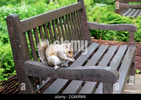 Graues Eichhörnchen sitzt auf einer Parkbank der City of London und isst eine Nuss in Bunhill Fields London England Großbritannien KATHY DEWITT Stockfoto