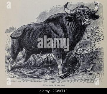 Der Kaur (Bos gaurus) Bulle, auch bekannt als der indische Wisent, ist ein Rind, das in Süd- und Südostasien beheimatet ist, Es ist die größte Art unter den Wildrindern und den Bovidae. Aus dem Buch ' Royal Natural History ' Band 2 herausgegeben von Richard Lydekker, veröffentlicht in London von Frederick Warne & Co im Jahr 1893-1894 Stockfoto