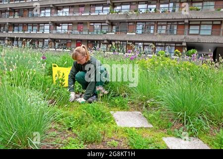 Eine Gärtnerin, die auf dem Barbican Estate City of London EC2Y UK KATHY DEWITT ein Gartenbett aus Ziergräsern-Allien und Mohnblumen und Apartments jäten Stockfoto