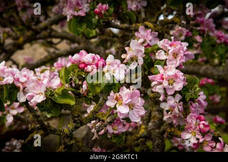 Großbritannien, England, Worcestershire, Val of Evesham Blossom Trail, alter Apfelbaum in Blüte Stockfoto