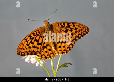 Ein großer Basin Fritillary-Schmetterling, Speyeria zerene, auf der dorsalen Seite, Nektar auf einer Wildblume in den alpinen Gebieten der Ochoco Mountains, Oregon. Stockfoto